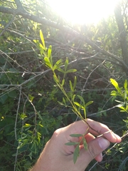 Schinus