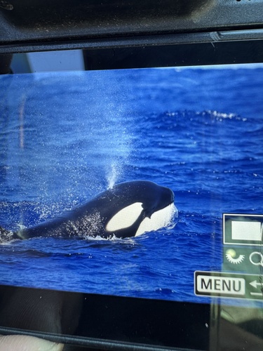 Orca