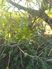 Schinus