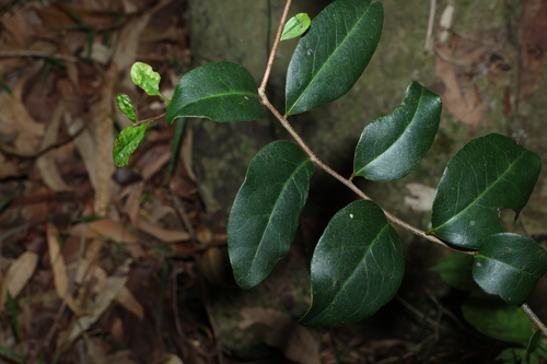 scaly ebony (Diospyros geminata)