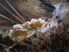 Serpula himantioides