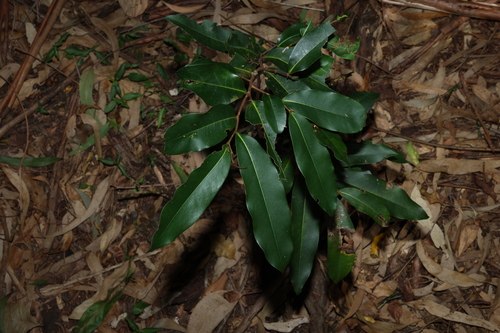 Zig-zag Vine (Uvaria leichhardtii)