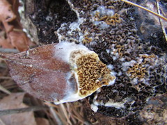 Serpula himantioides