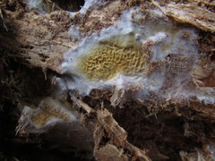 Serpula himantioides