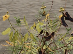 Senna alexandrina, photograph (c) fmunoz, some rights reserved (CC BY)