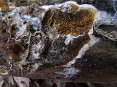 Serpula himantioides