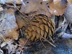 Serpula himantioides