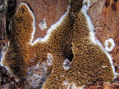 Serpula himantioides