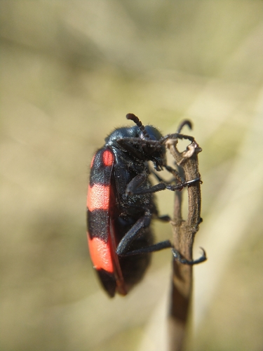 Hycleus biundulatus