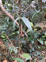 Gardneria multiflora