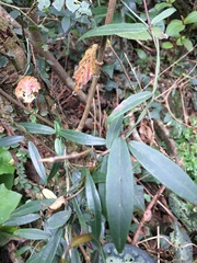 Gardneria multiflora