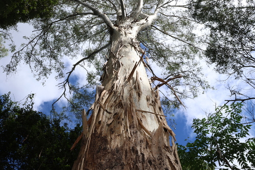 Forest Redgum (Eucalyptus tereticornis)