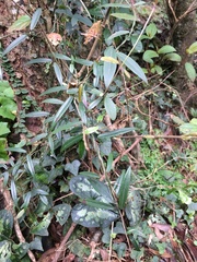 Gardneria multiflora