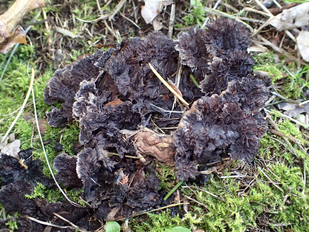 Thelephora terrestris · February 2026 · photo: © fuligogirl (iNaturalist, cc-by)