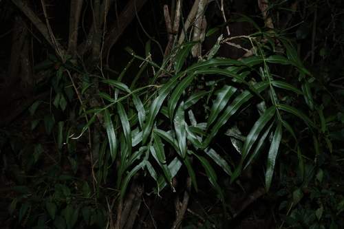 whitewood (Atalaya salicifolia)