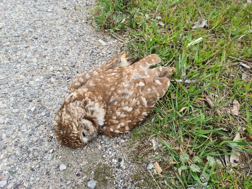 View observation of {o.common_name} on iNaturalist