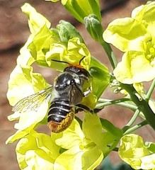 Megachile chrysopyga