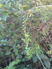 Schinus fasciculata