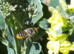 Megachile chrysopyga