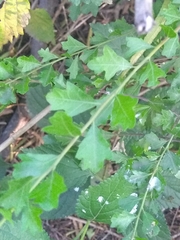 Schinus fasciculata