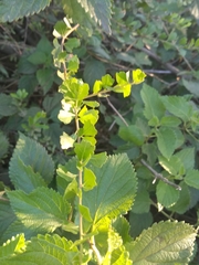 Schinus fasciculata