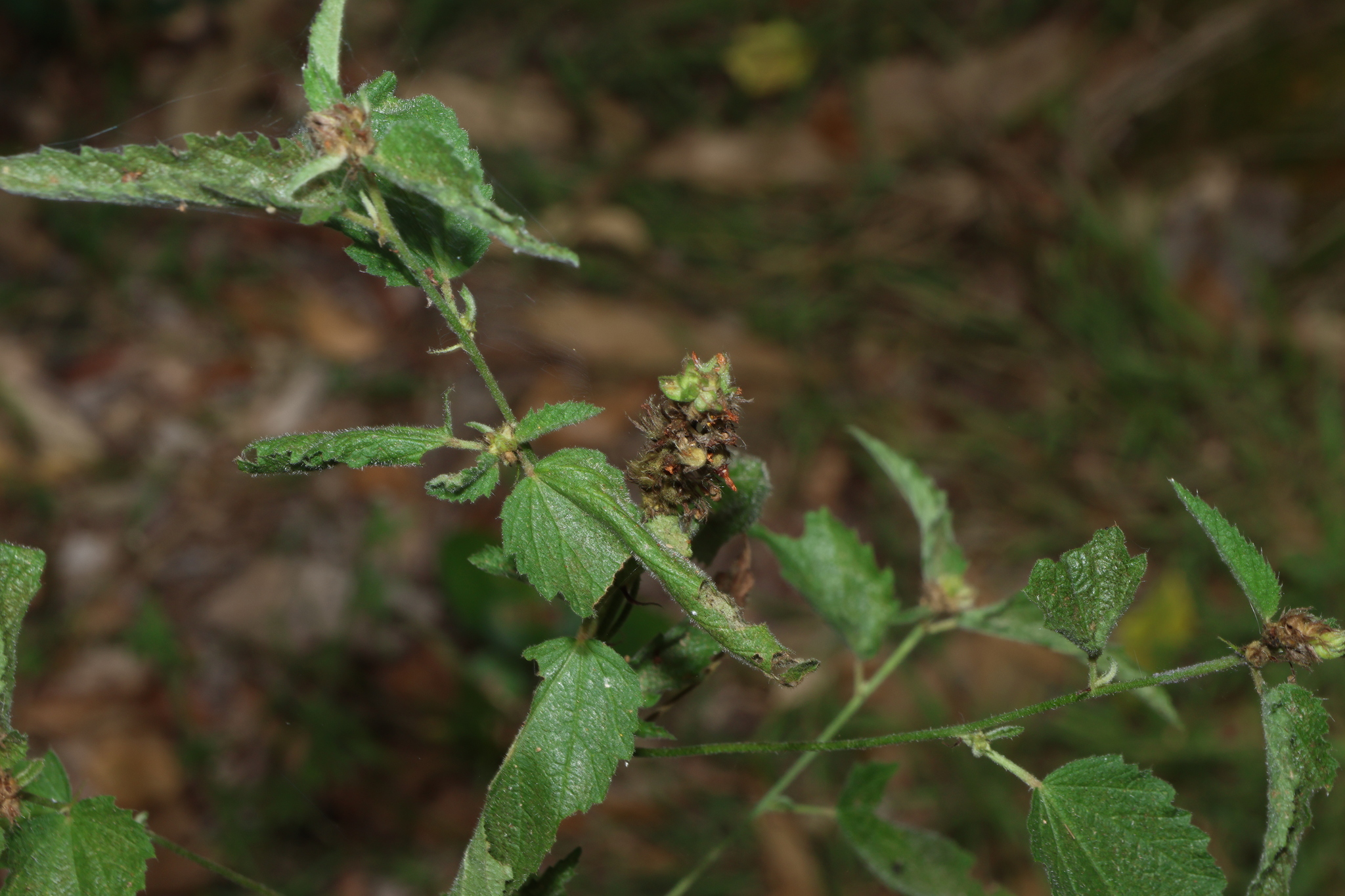 Indian Valley False Mallow (Malvastrum americanum)