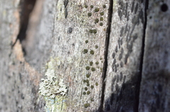 Berkleasmium conglobatum