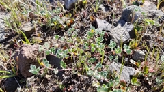 Acmispon wrangelianus