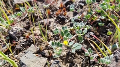 Acmispon wrangelianus