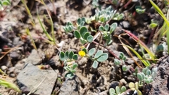 Acmispon wrangelianus
