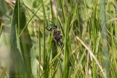 Cordulia shurtleffii