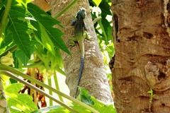 Acanthocercus ugandaensis