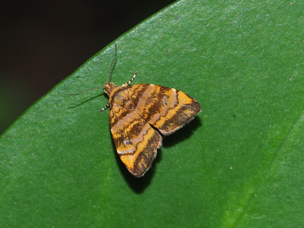 Choreutis amethystodes