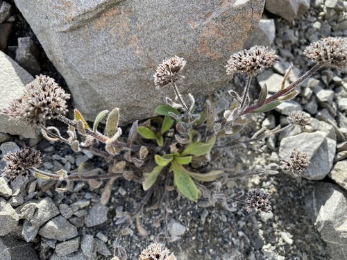 Myosotis traversii observed 2026-02-23