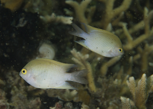 Guardian damselfish (Altrichthys curatus) — Pomacentridae — 2