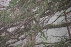 Zonotrichia albicollis image