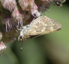 Polites subreticulata