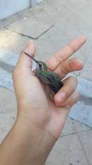 Cynanthus latirostris