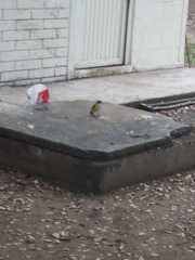 Pitangus sulphuratus