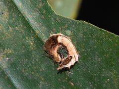 Drapetodes mitaria