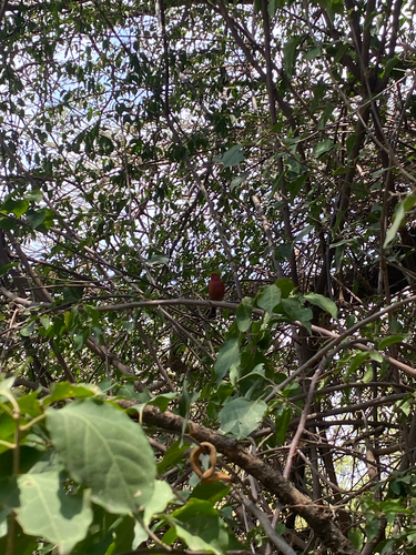 Red-billed Firefinch