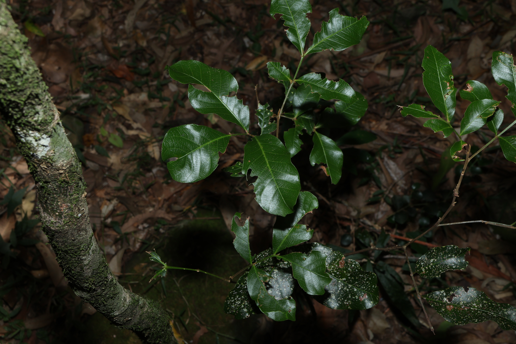 Alectryon (Alectryon connatus)