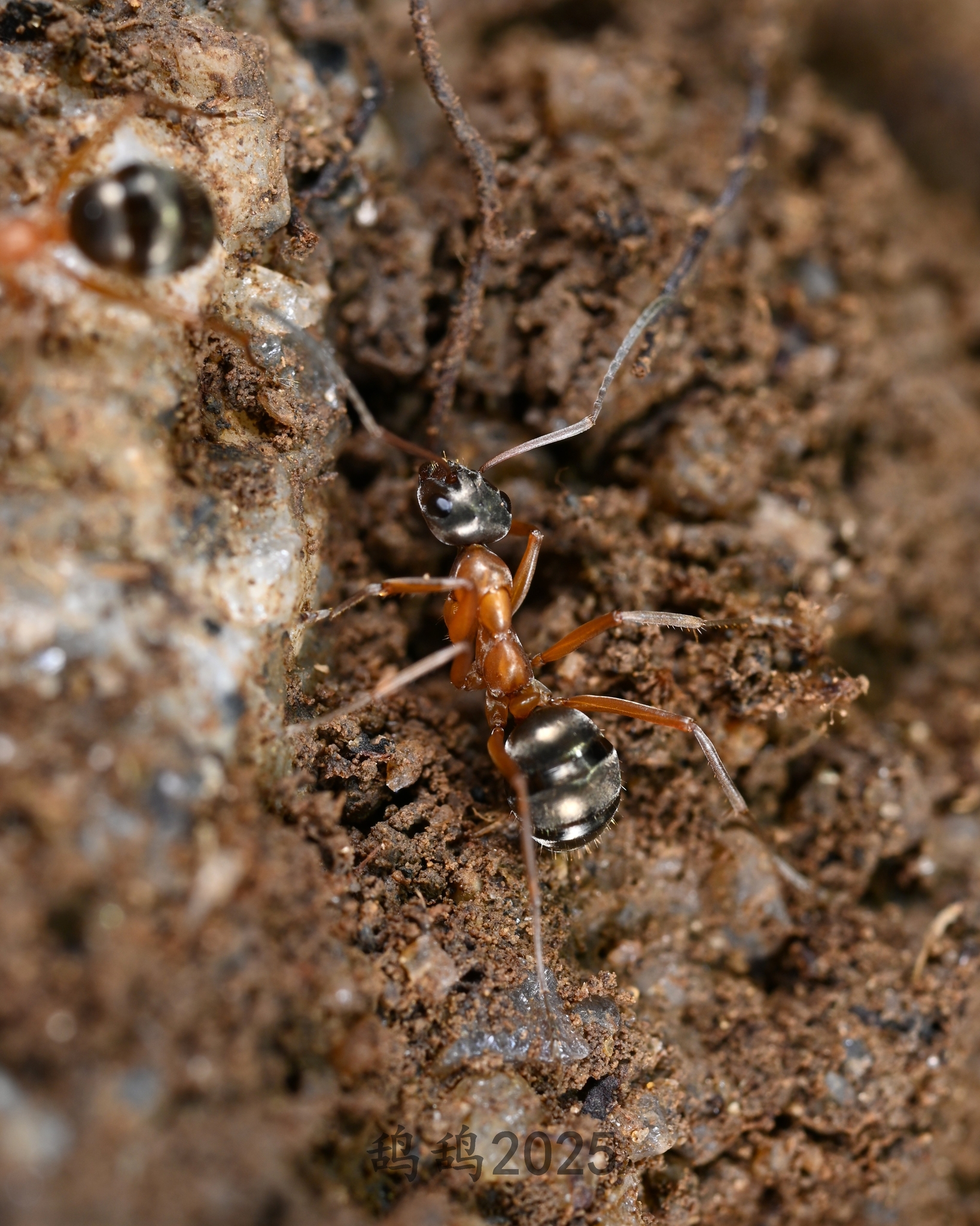 Formica rufolucida