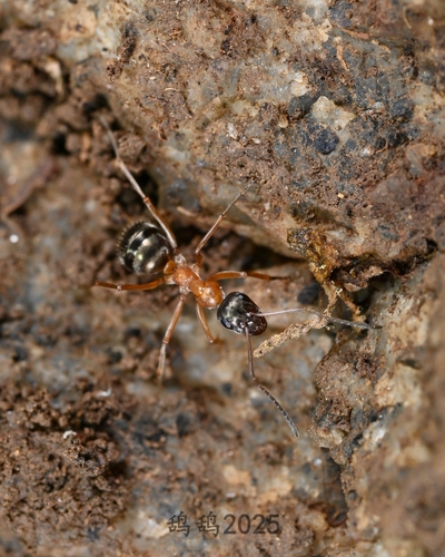 Formica rufolucida