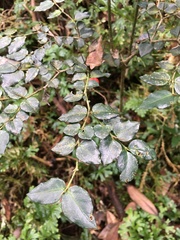 Damnacanthus indicus