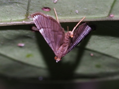 Cangetta hartoghialis