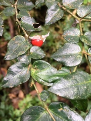 Damnacanthus indicus