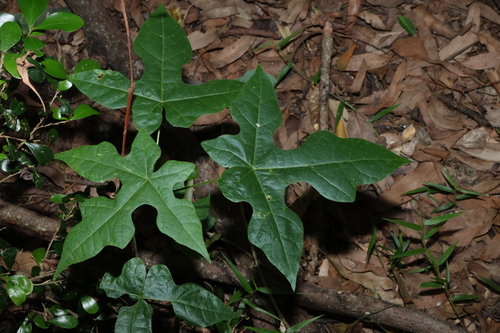 Brachychiton discolor