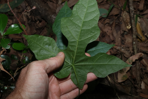Brachychiton discolor