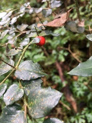 Damnacanthus indicus